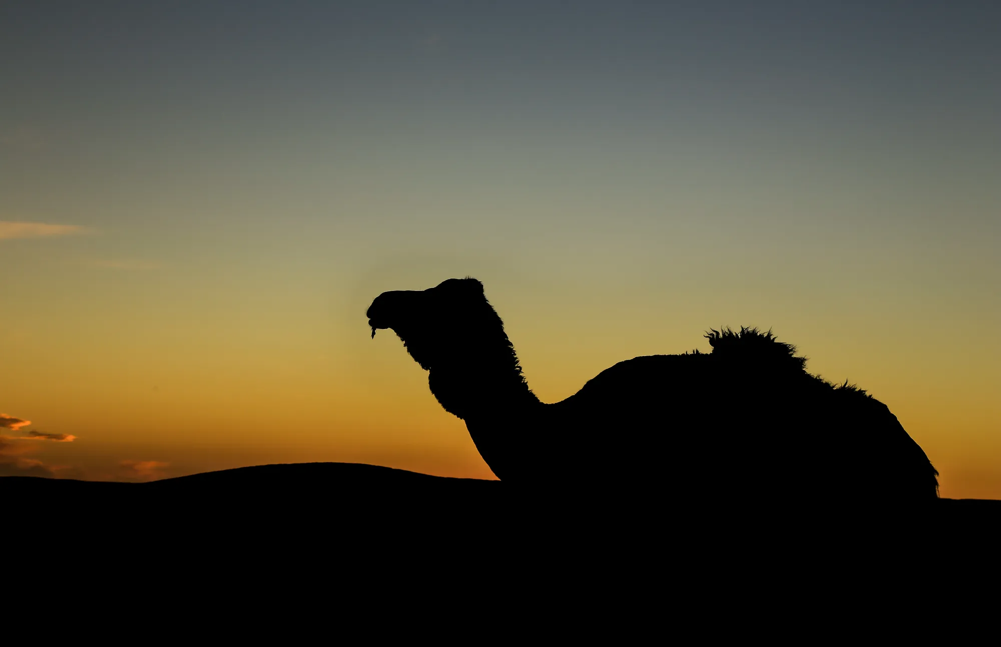 Camel Ride photo 14