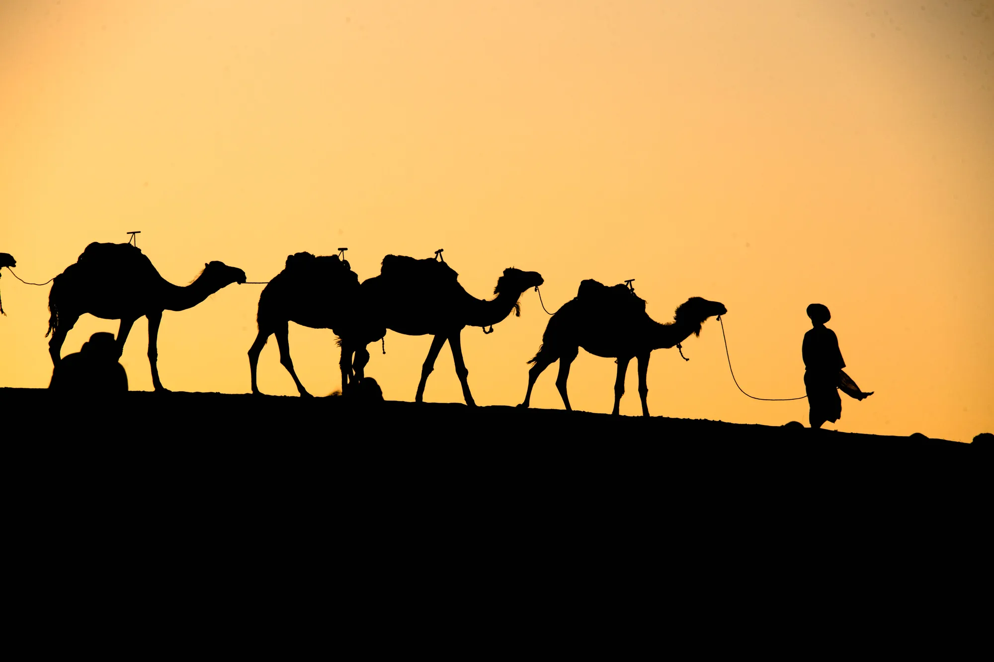 Camel Ride photo 15