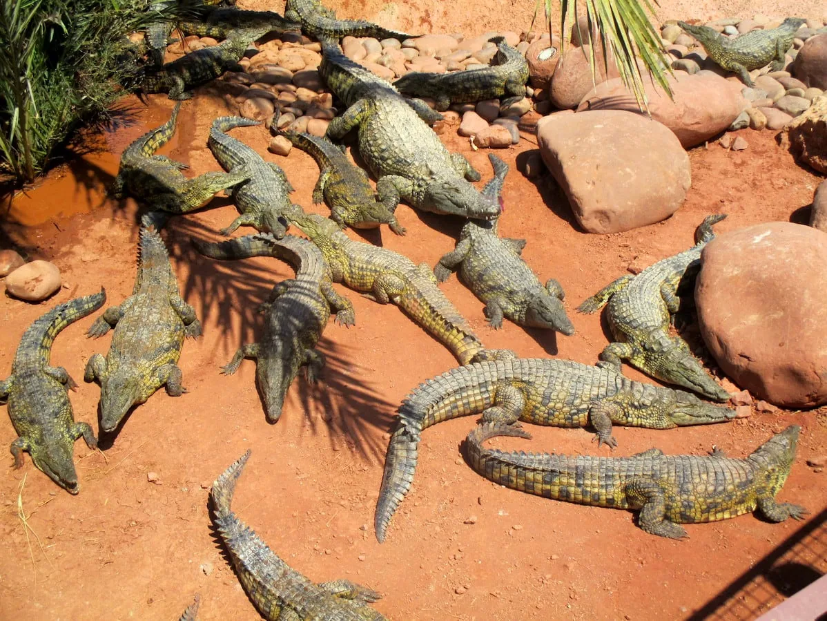 Crocoparc Agadir Morocco tour image 4