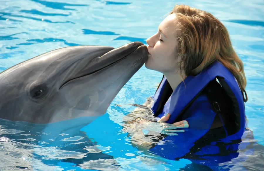 Dolphin Show Agadir Morocco