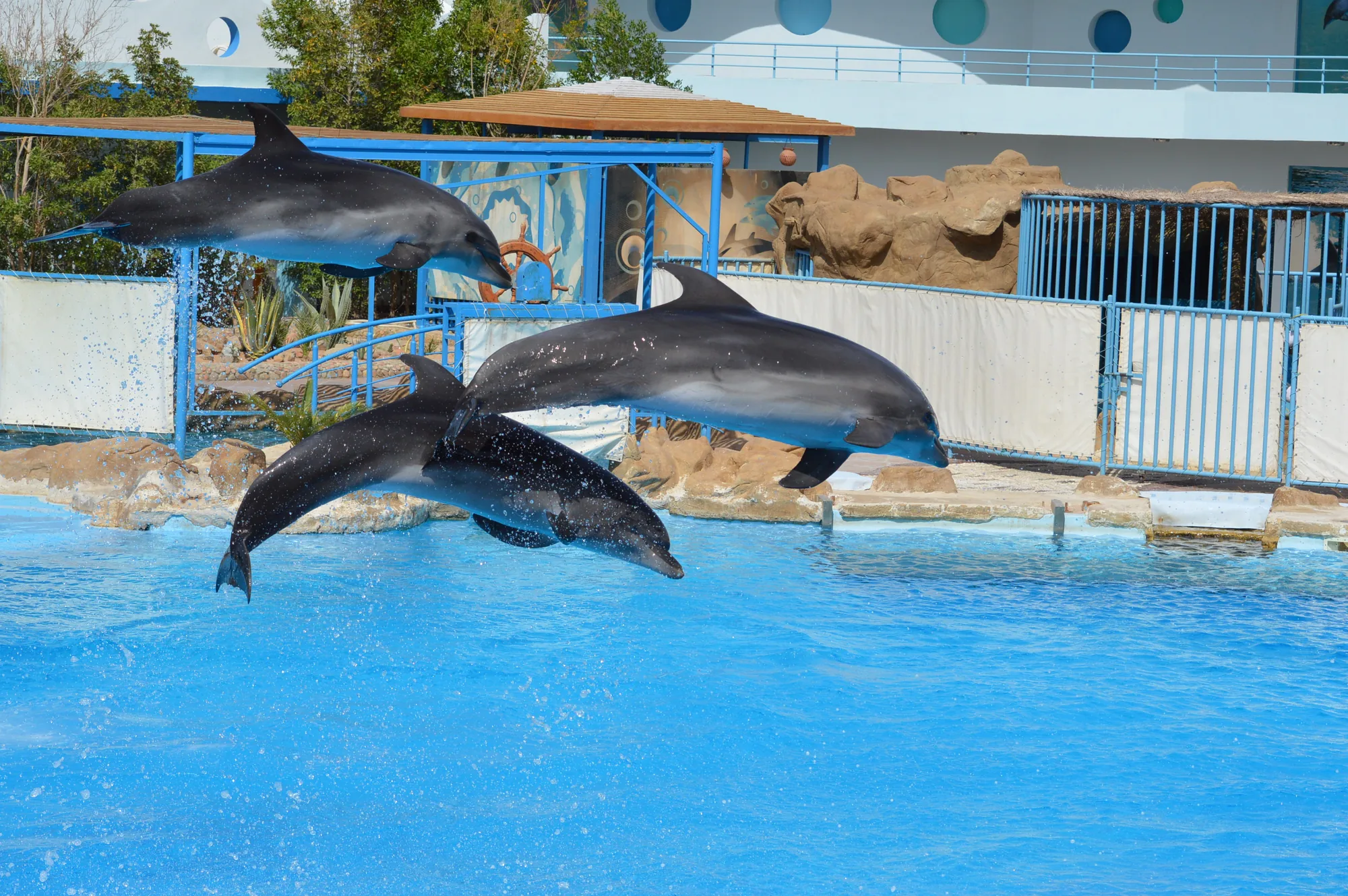 Dolphin Show photo 7