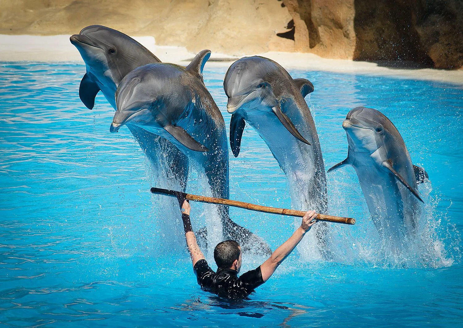 Dolphin Show photo 8
