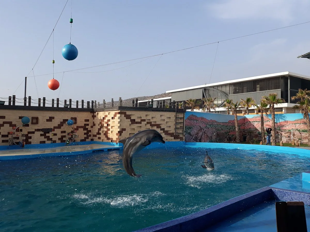 Dolphin Show photo 9