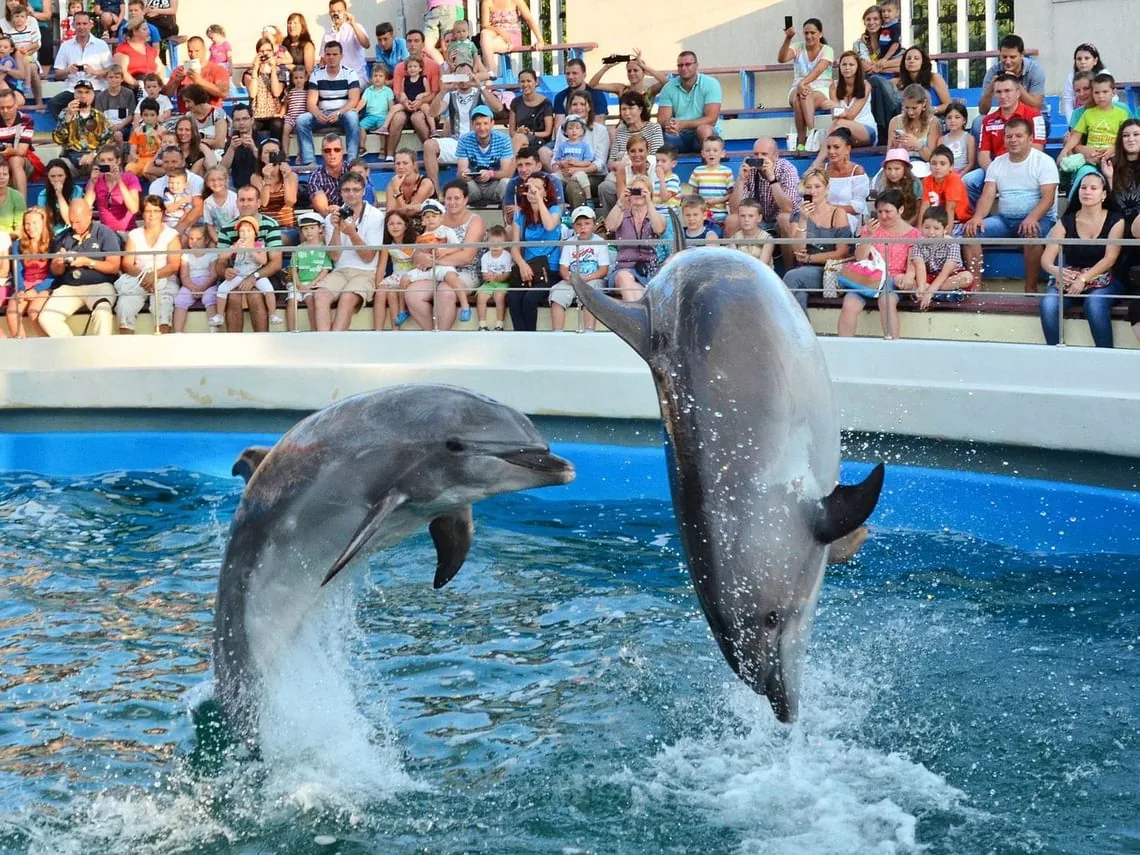 Dolphin Show photo 10