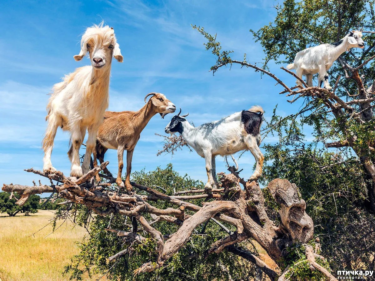 Goats on the Tree & Crocoparc Tour from Taghazout – gallery photo 1
