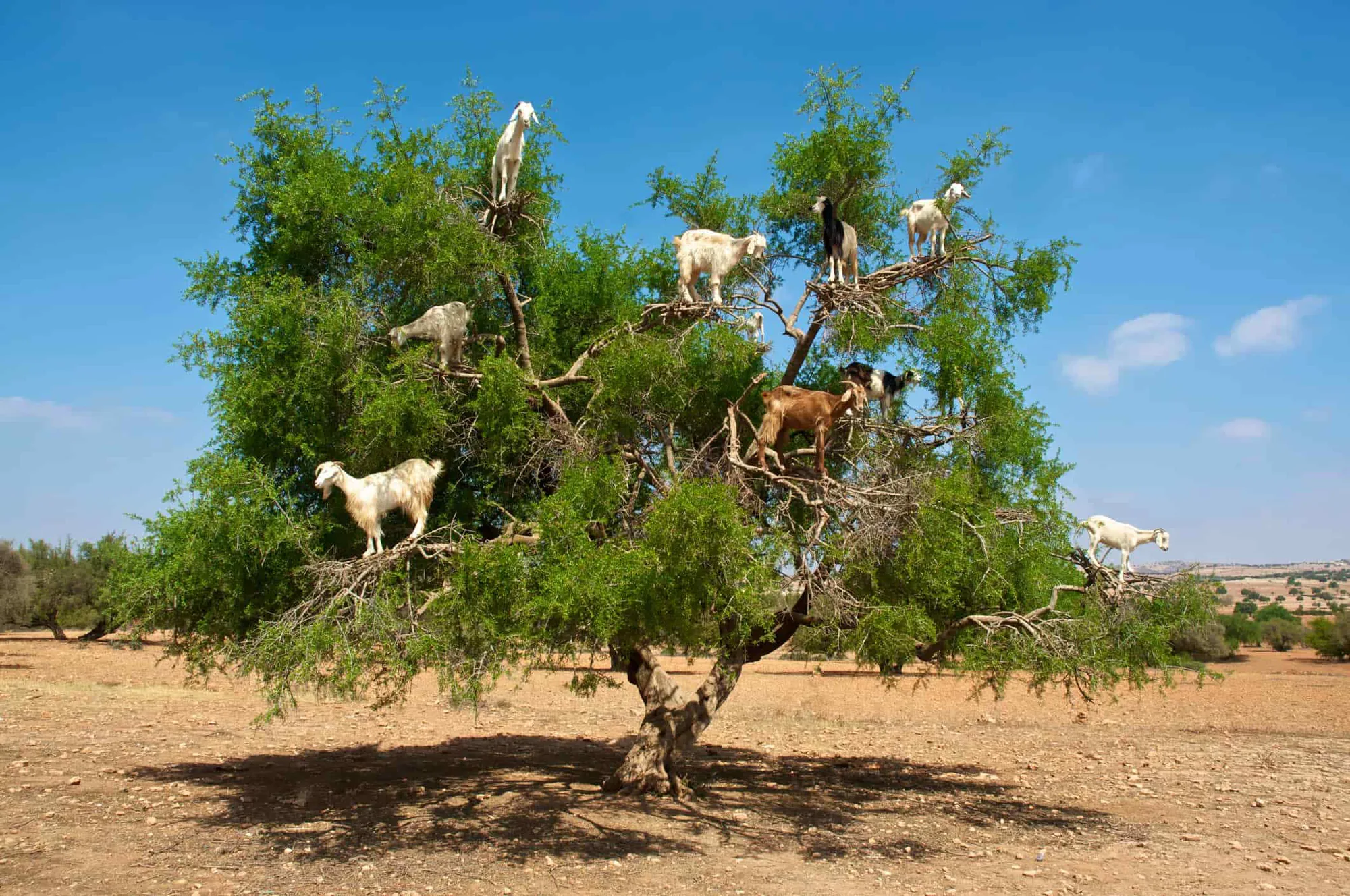 Goats on the Tree & Crocoparc Tour from Taghazout – gallery photo 2