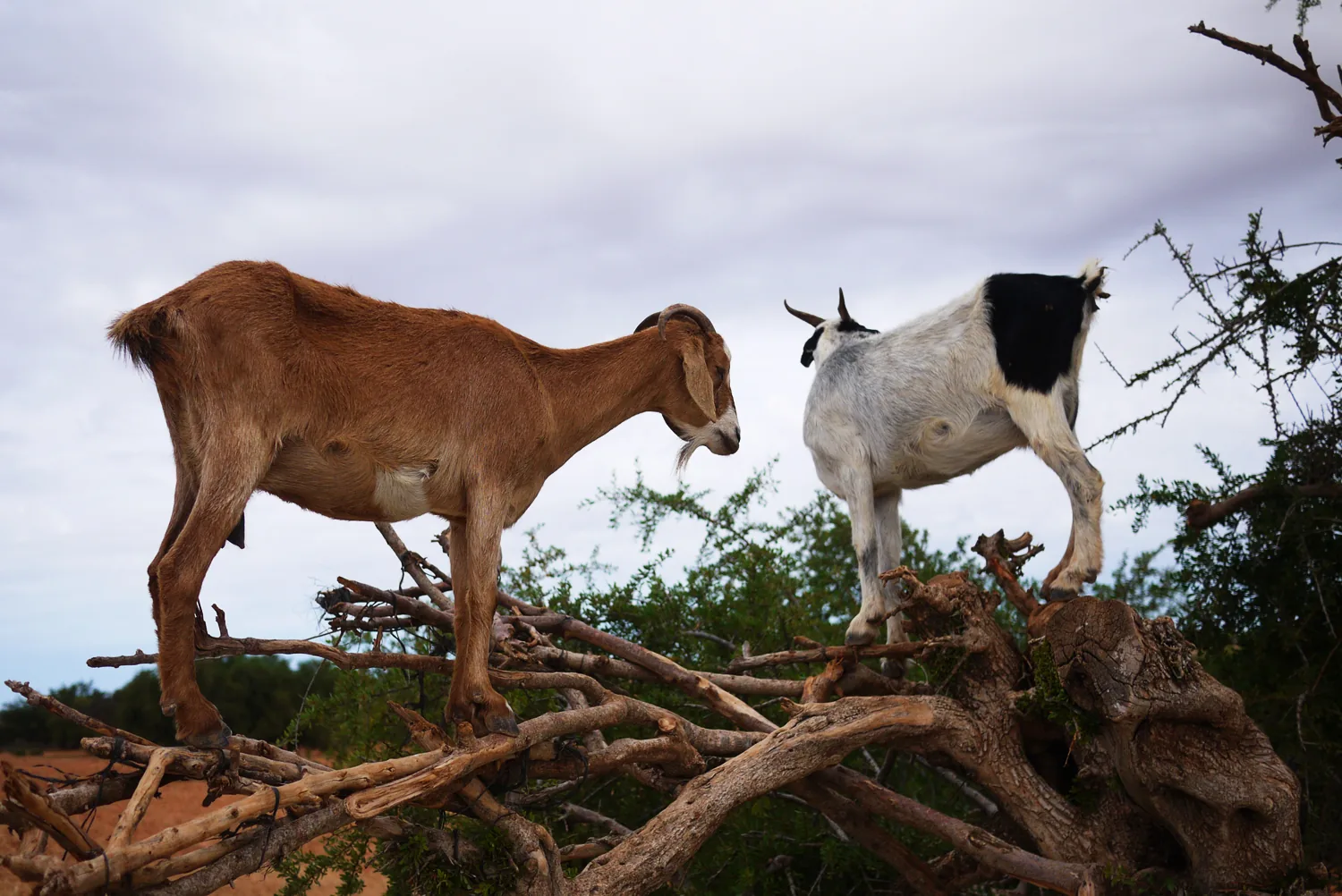 Goats on the Tree & Crocoparc Tour from Taghazout – gallery photo 3