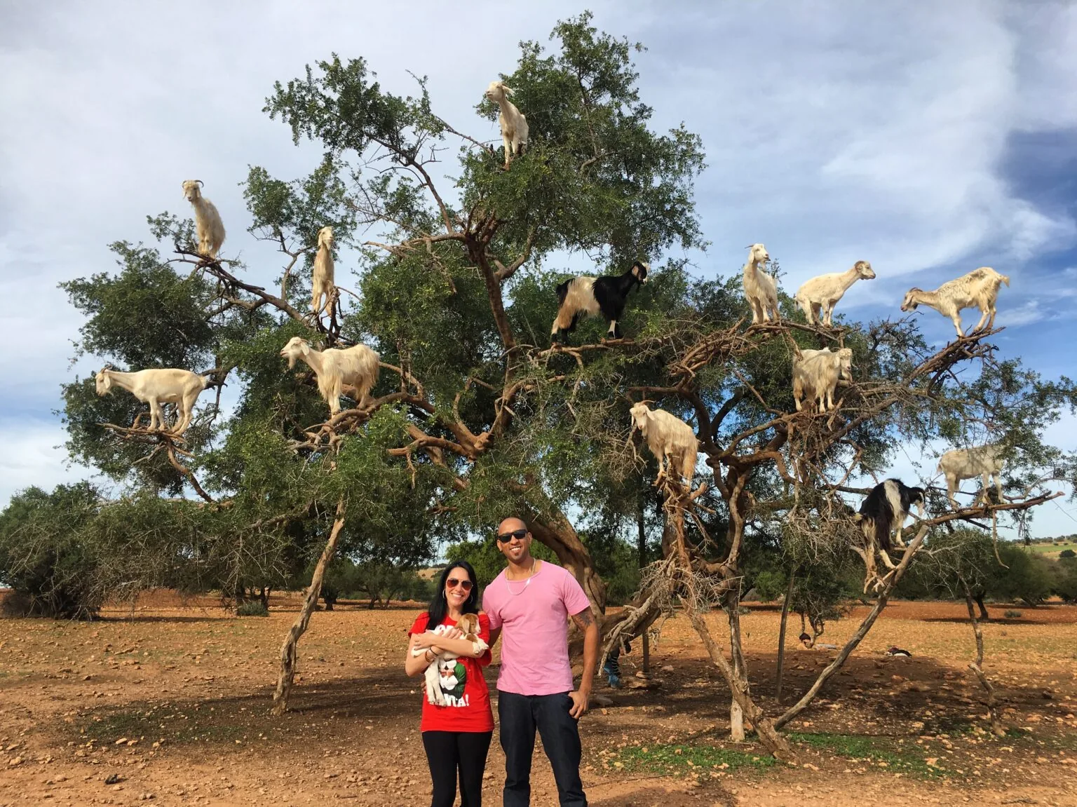 Goats on the Tree & Crocoparc Tour from Taghazout – gallery photo 4