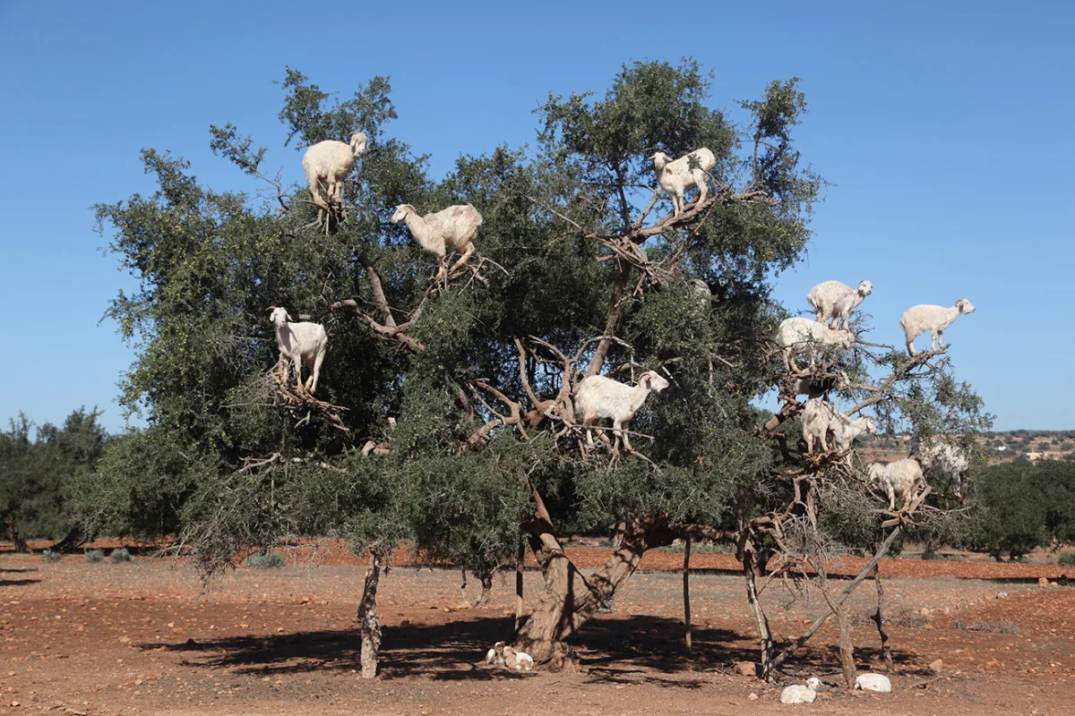 Goats on the Tree & Crocoparc Tour from Taghazout – gallery photo 5