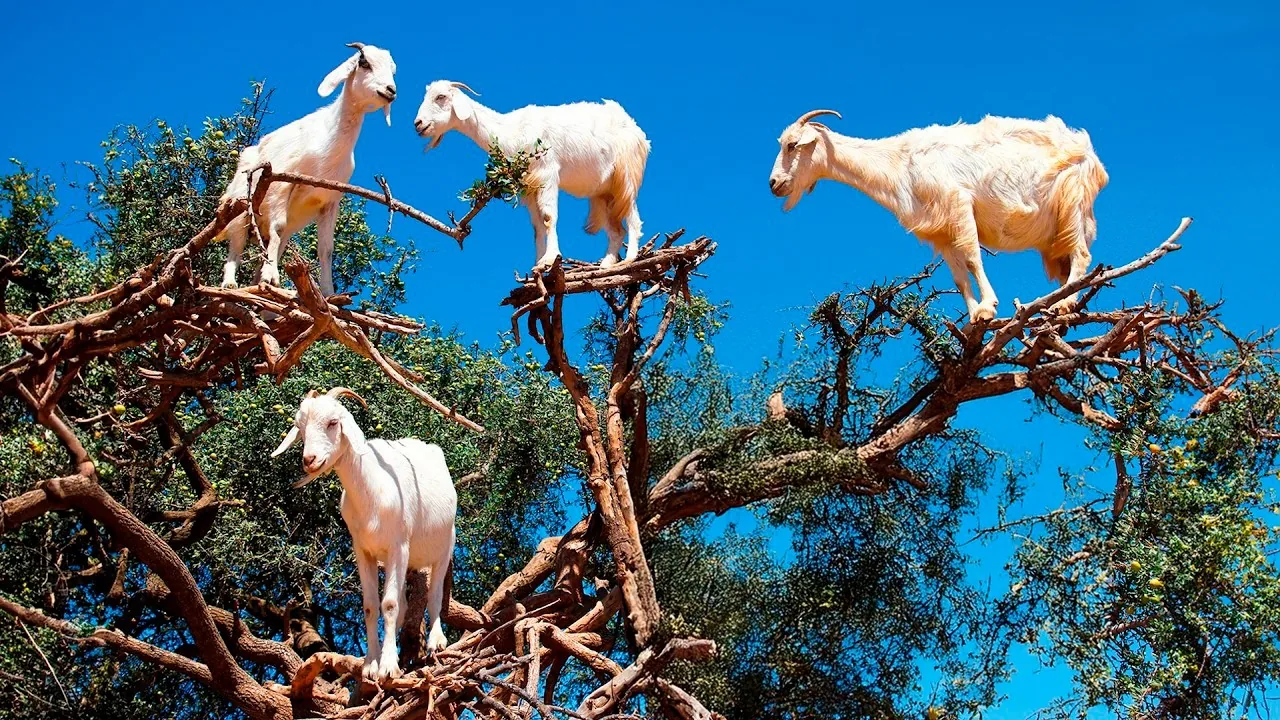Goats on the Tree & Crocoparc Tour from Taghazout – gallery photo 6