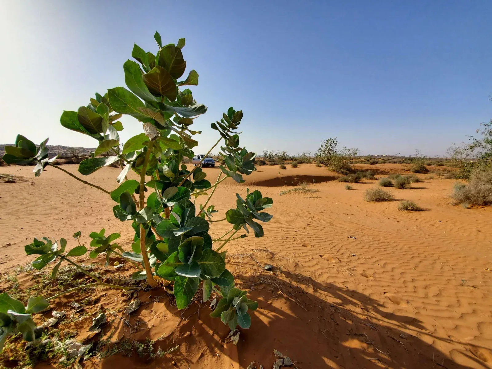 Small Desert Trip photo 15