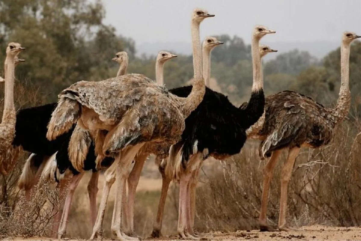 Souss National Park photo 9
