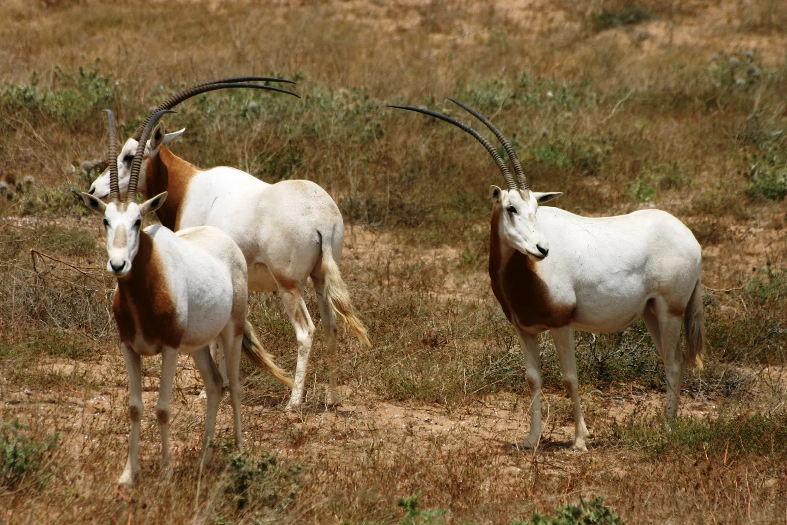 Souss National Park photo 12