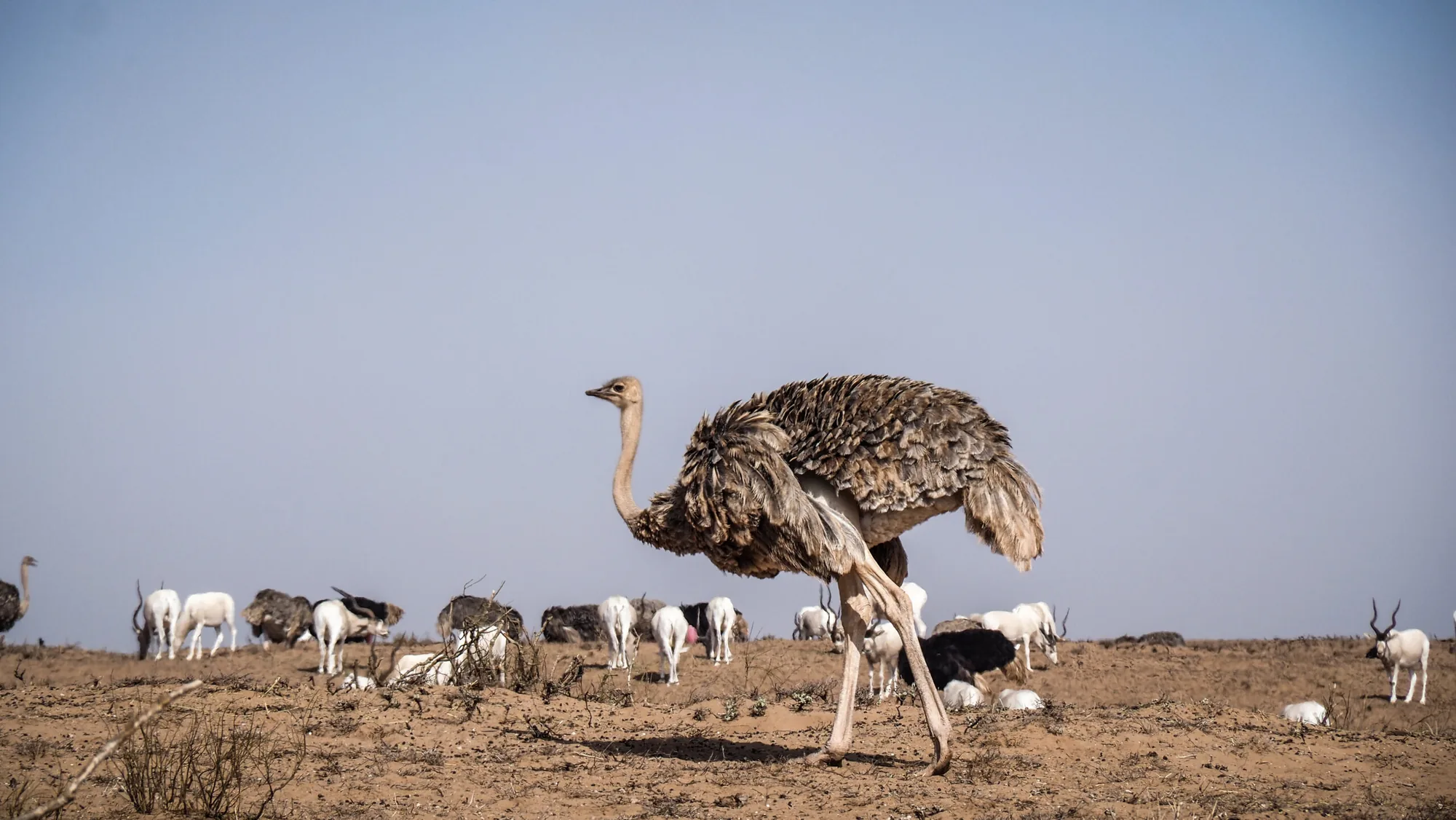 Souss National Park photo 15